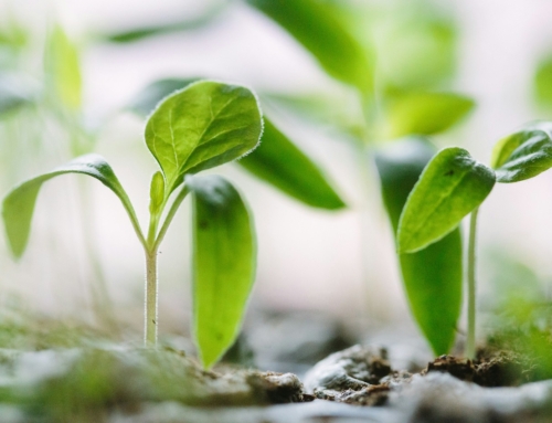 The Not Yet Season – When Life Forces You to Grow